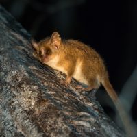 Grauer Mausmaki (Microcebus murinus), Madagaskar | Mouse lemur (Microcebus murinus), Madagascar
