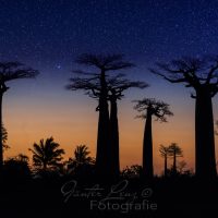 Baobaallee, Morondava, Madagaskar | Baobab allee, Morondava, Madagascar