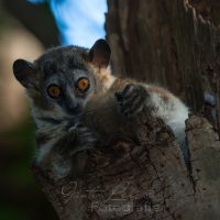 Wieselmaki (Lepilemur Leucopus), Beerenty Reservat,  Madagaskar | Madagascar