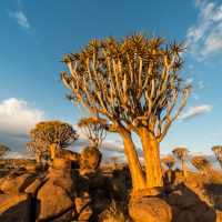 Köcherbaulmwald, Keetmanshop, Namibia | Quivertree forest, Keetmanshop, Namibia