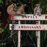 Katta (Lemur catta), Berenty Privates Reservat, Androy-Gebiet, Madagaskar | Ringtaile-lemur (Lemur catta), Camp Catta, Berenty Privat Nature Reserve, Androy area, Madagascar